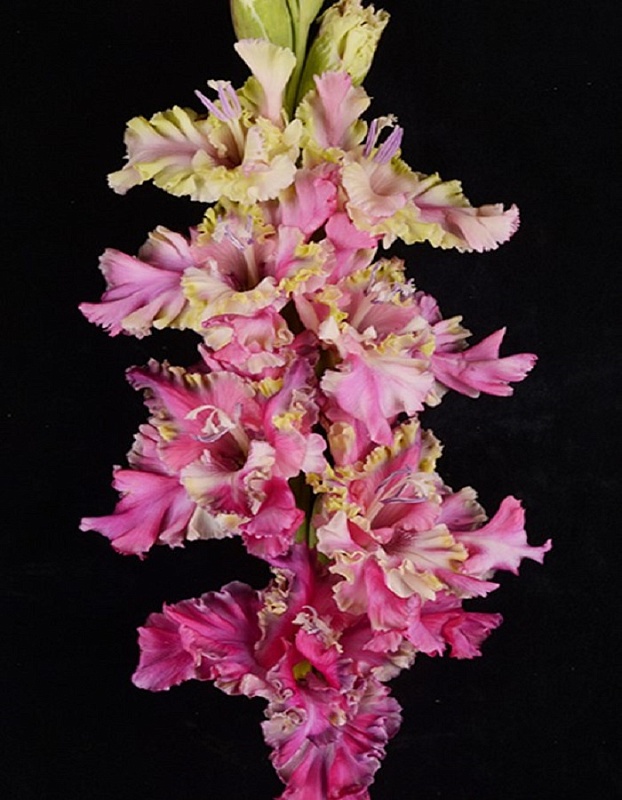 Гладиолус Потому Что Гладиолус 1 шт.