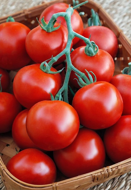 Томат Рекордсмен 0,1 г цв/п (Солнечный десант)