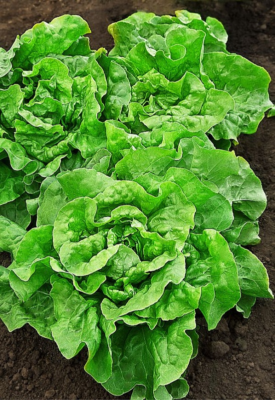 Салат Буржуй (Селекция "ВХ")1 гр цв.п