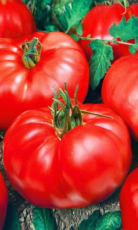 Томат Стопудовый (УД) 20 шт цв.п