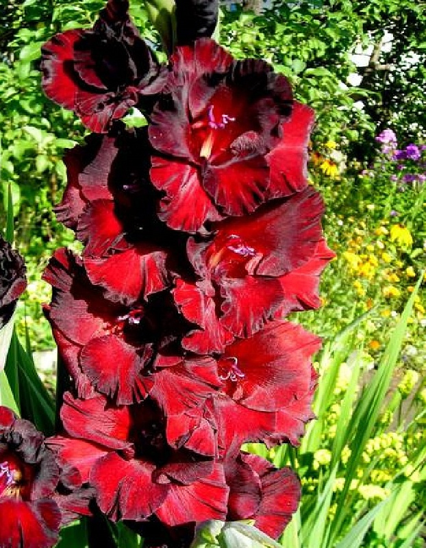 Гладиолус Черный бархат