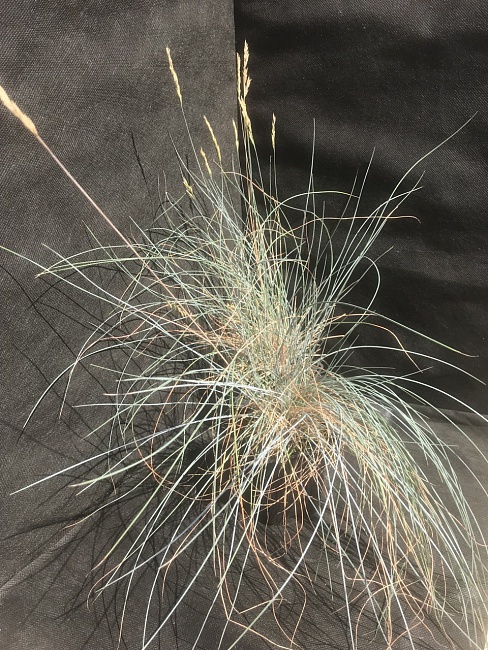 Овсяница сизая Кул ас Айс (голубая) 1 шт Р9