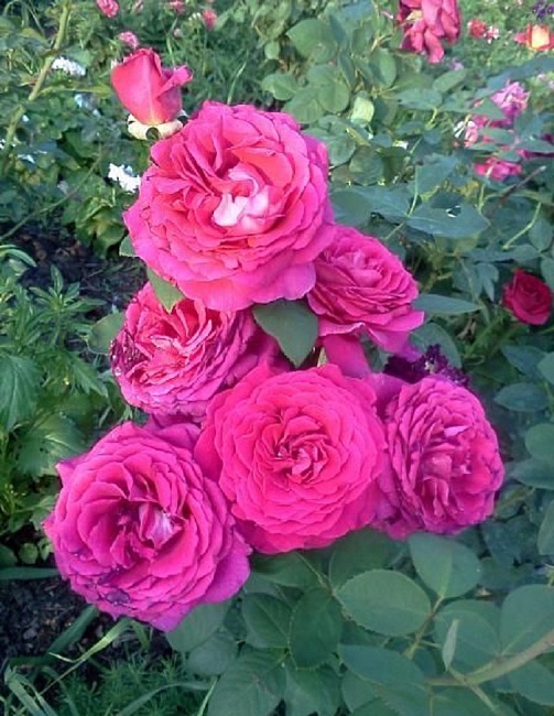 Роза чайно-гибридная Шакира 