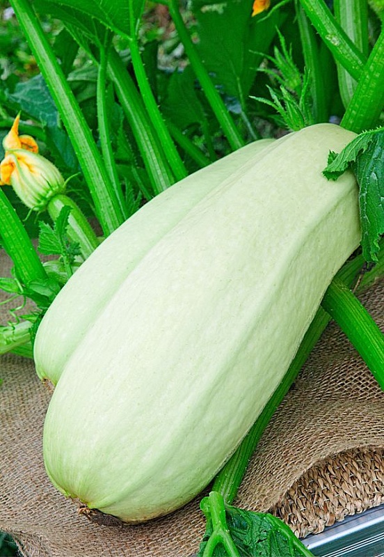 Кабачок Горный 1 гр  б.п