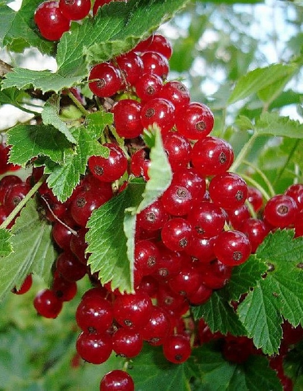 Смородина красная Кузьмина 1шт