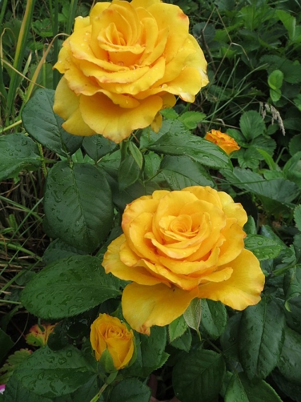 Роза чайно-гибридная Керио 