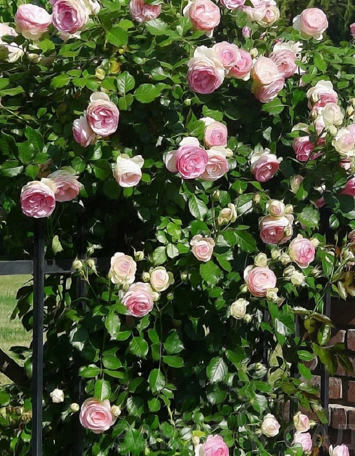 Роза плетистая Джардина