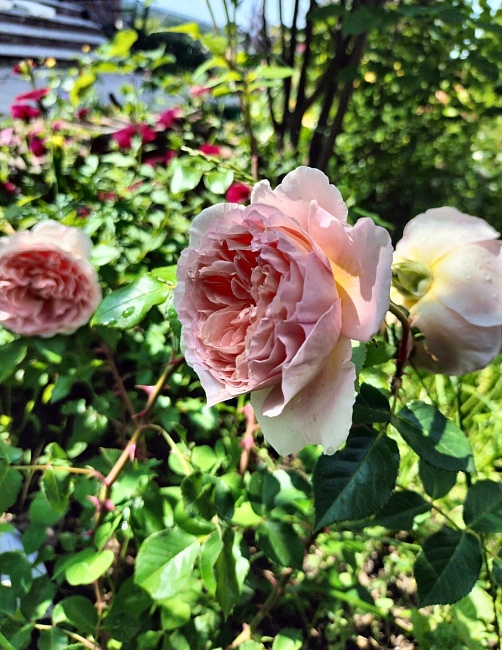 Роза английская кустовая Абрахам Дерби