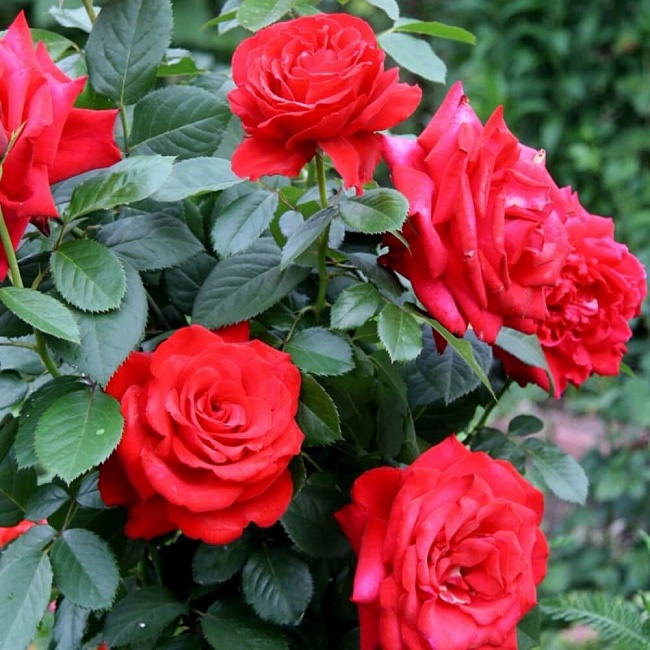 Роза чайно-гибридная Гранд Аморе 1 шт