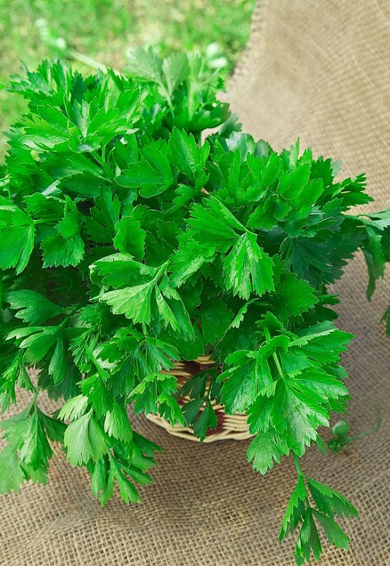 Сельдерей листовой Бодрый день 0,5 гр цв.п (Функциональное питание)