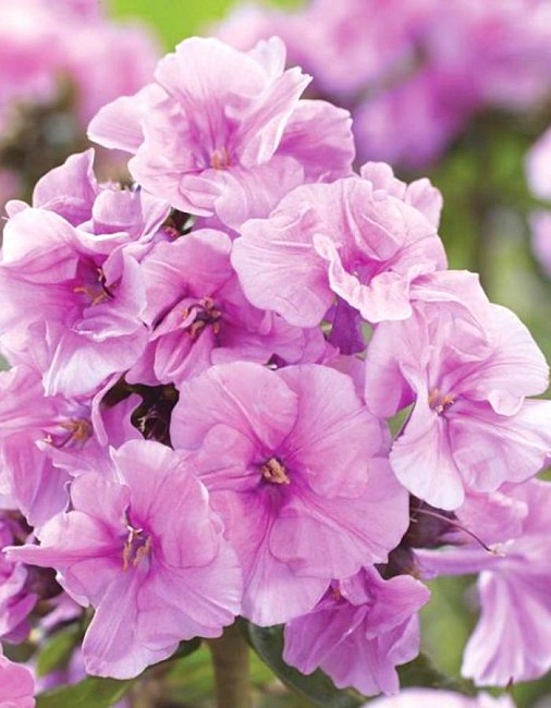 Флокс Зенобия