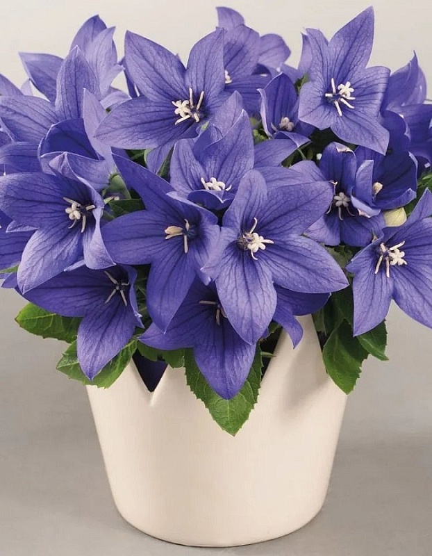 Платикодон крупноцветковый Поп Стар Блю ASF 1 шт Р9