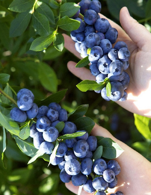 Голубика высокорослая Легаси