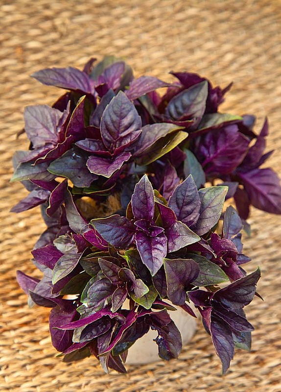 Базилик овощной Арарат Фиолетовый 0,5 гр  цв.п.