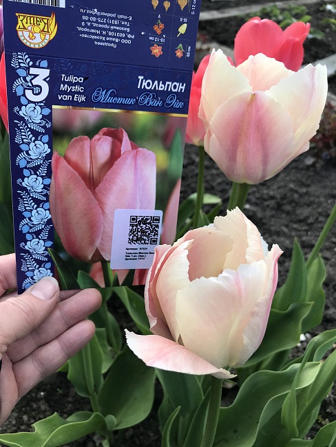 Тюльпан Мистик Ван Эйк 1 уп. (3шт.) 