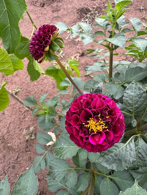 Георгина Рокко 1 шт 