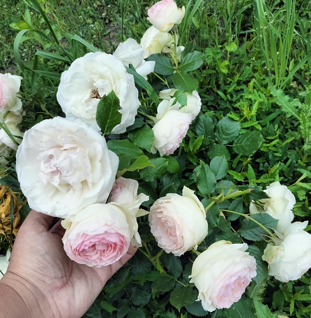 Роза плетистая Эден Роуз 1 шт