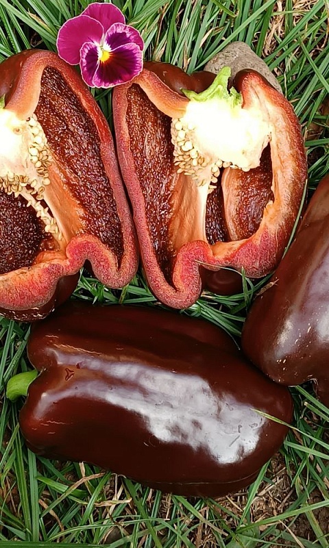 Перец сладкий Гигант шоколадный F1 (УД) 20 шт. цв.п.