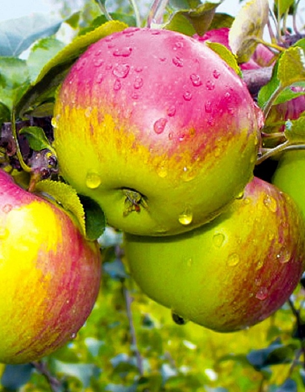 Яблоня Уэлси