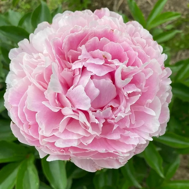 Пион травянистый Катерина Фонтейн 1 шт С2