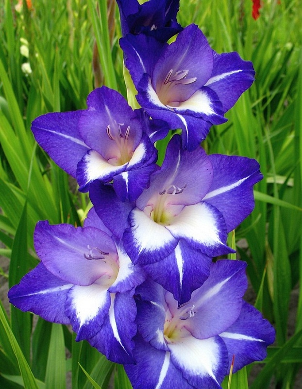 Гладиолус Небо и Звезды 1 шт