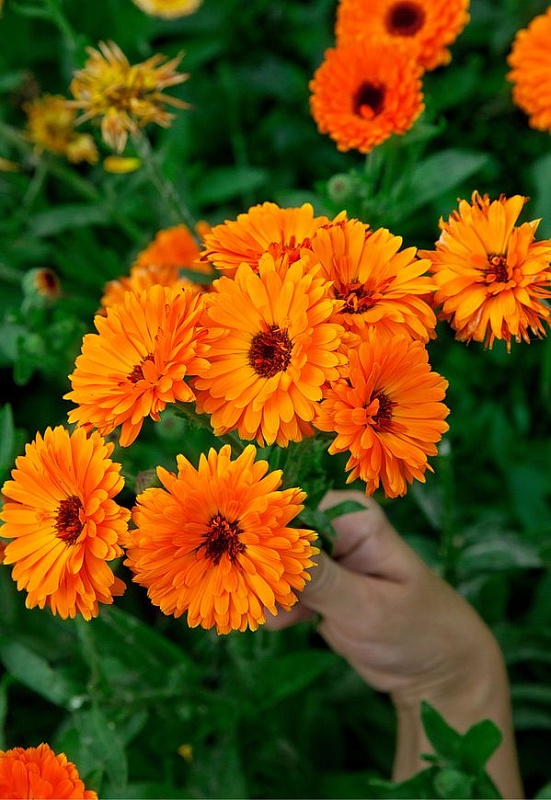 Календула Гейша  1 гр