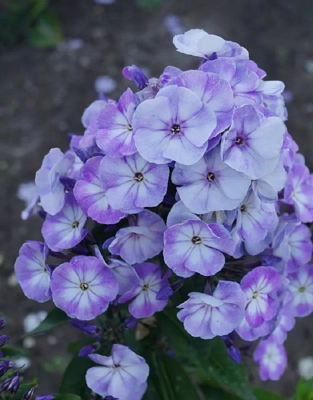 Флокс Юник Грей Блю Уайт 1 шт Р9