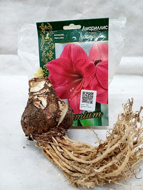 Амариллис Геркулес 1 шт.