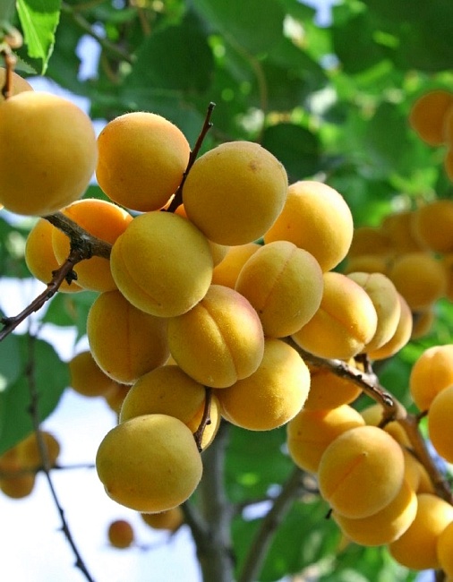 Абрикос Ананасный 