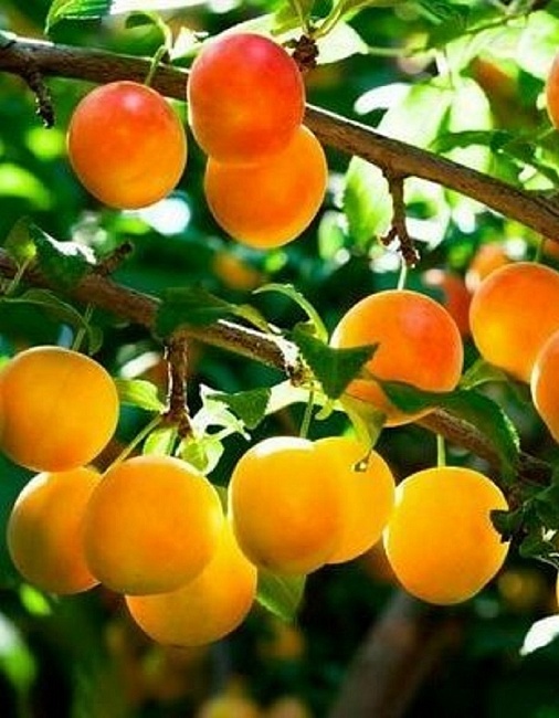 Слива Яхонтовая 