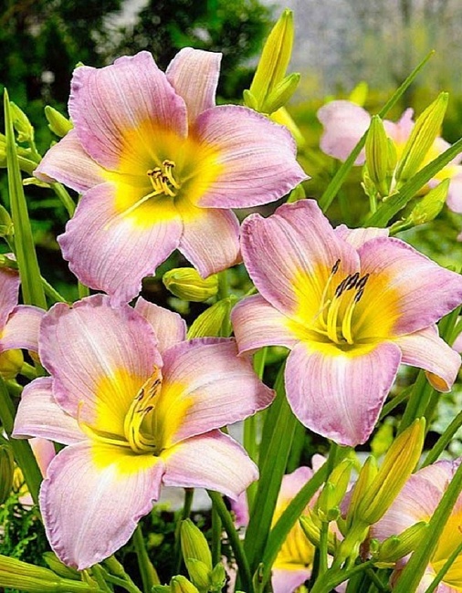 Лилейник Катерина Вудберри