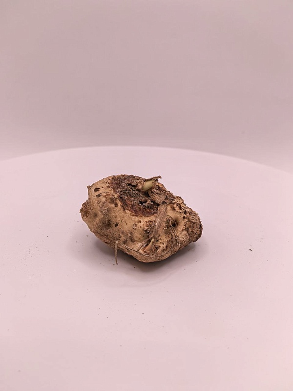 Калла Пикассо 