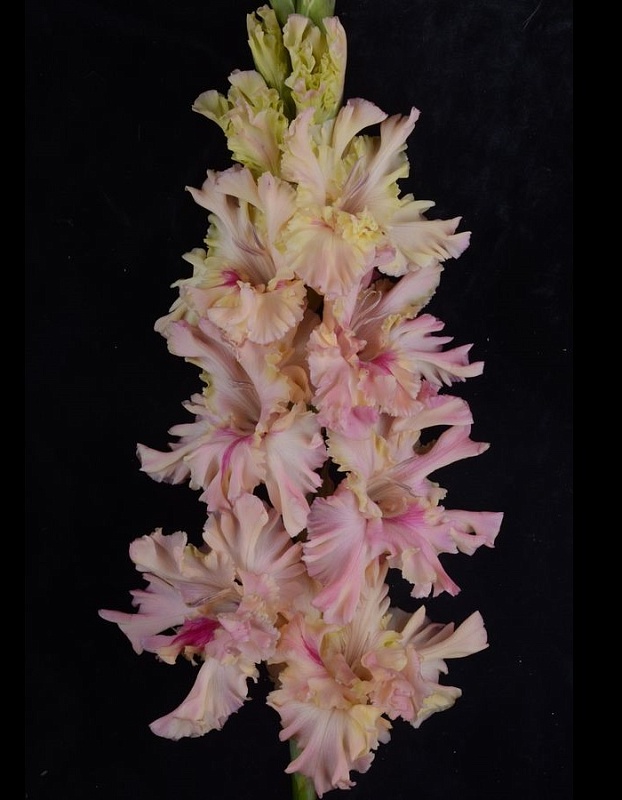 Гладиолус Жертва Дракону 1 шт