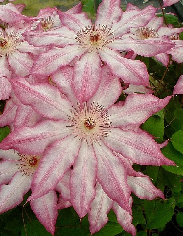 Клематис Тае 1 шт Р9