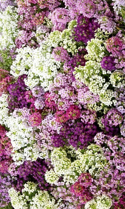 Алиссум (лобулярия) Меджик микс (УД) 0,1 гр цв п