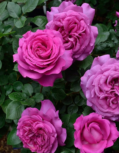 Роза чайно-гибридная Шеффилд Парк