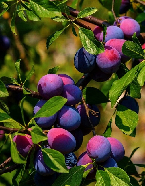 Слива Деликатная 