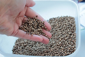 Подзимний посев 