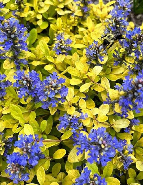 Живучка Фезед Френдс Кордиал Канари 1 шт Р9