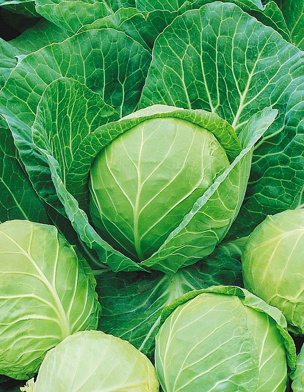 Капуста белокочанная Надежда 1 гр б.п.