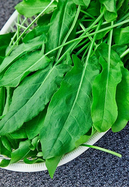 Щавель Широколистный 1 гр цв.п