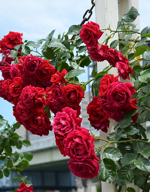 Роза плетистая Гранд отель