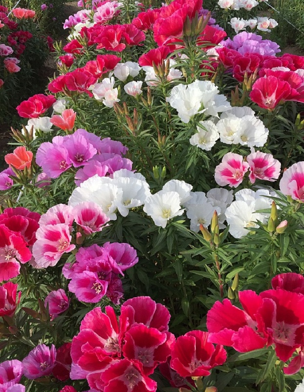 Годеция Королевский размах - крупноцветковая (УД) 0,1 гр цв п