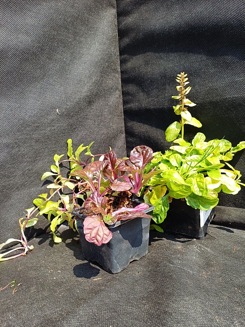 Живучка Фезед Френдс Кордиал Канари 1 шт Р9