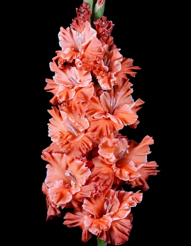 Гладиолус Вождь Краснокожих 1 уп. (3 шт.)