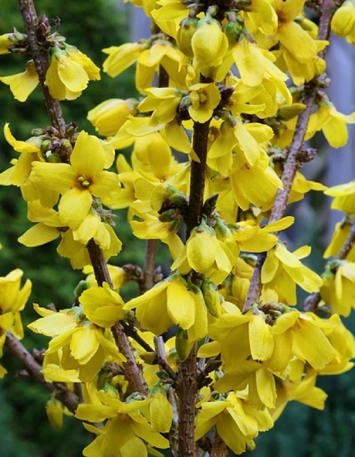 Форзиция промежуточная Голдрауш 1 шт Р9