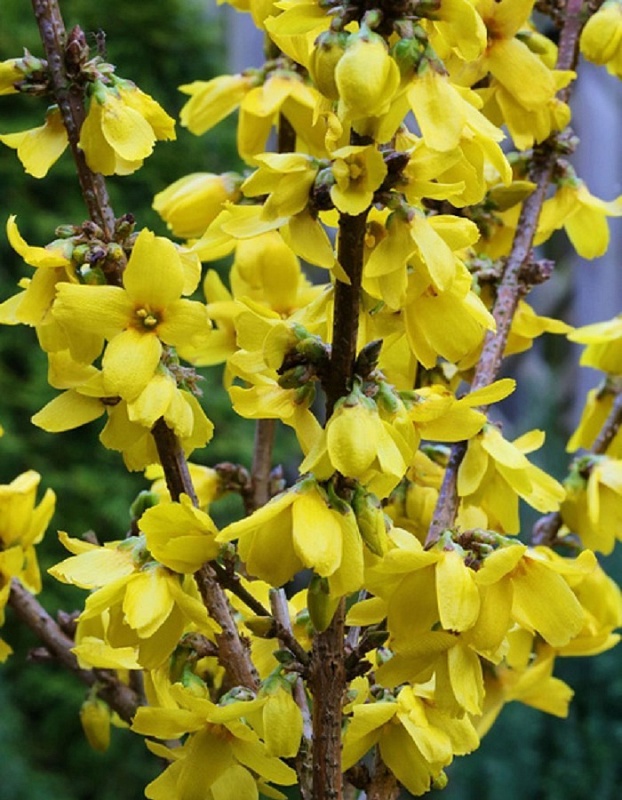 Форзиция промежуточная Голдрауш 1 шт Р9