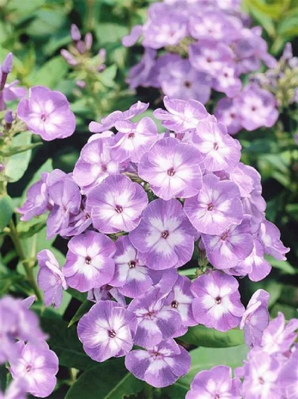 Флокс Катерина 1 шт Р9