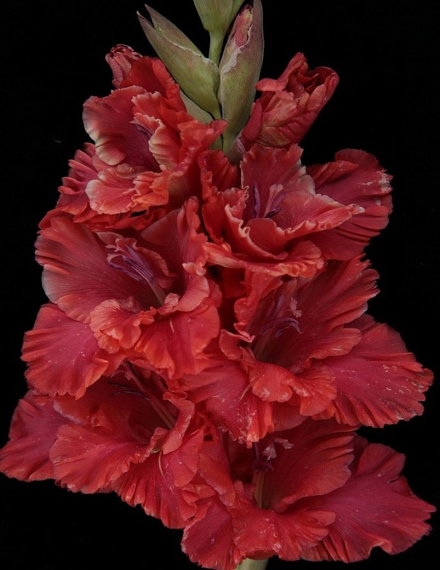 Гладиолус Винни Пух 1 уп. (3 шт.)