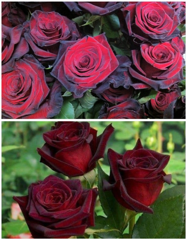 Набор роз "Магия черного" 2 саженца